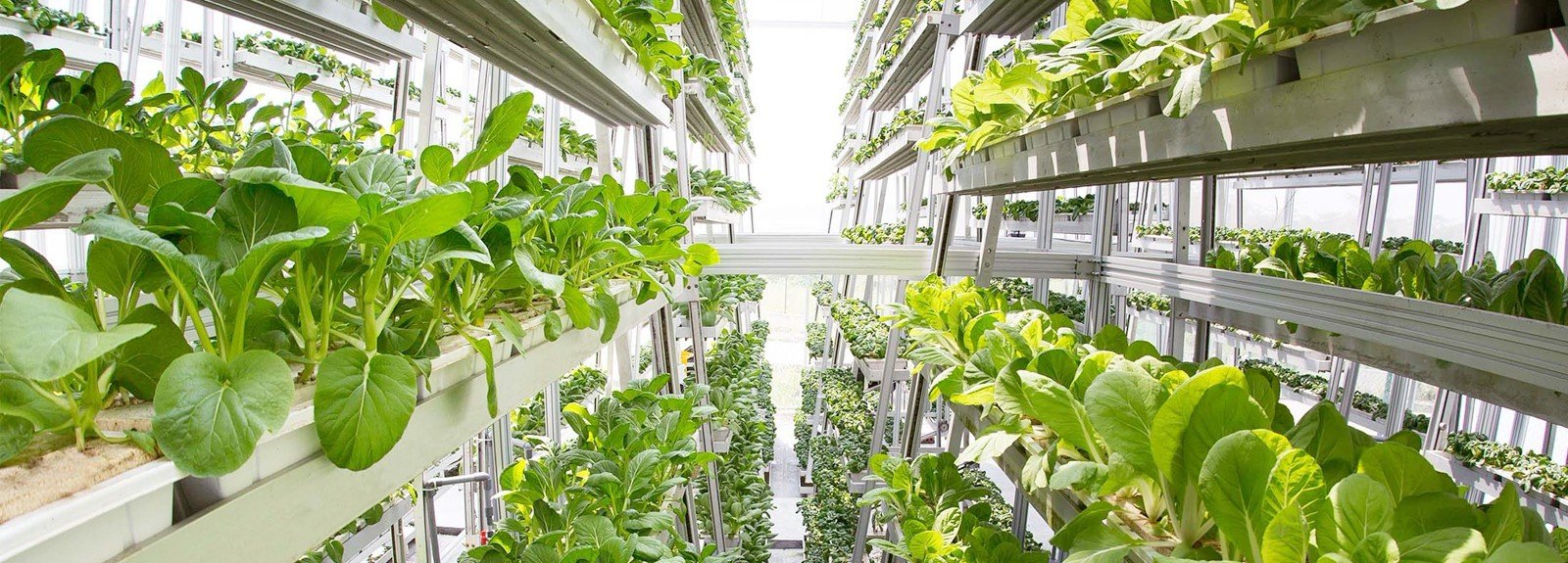 Menjual produk pertanian